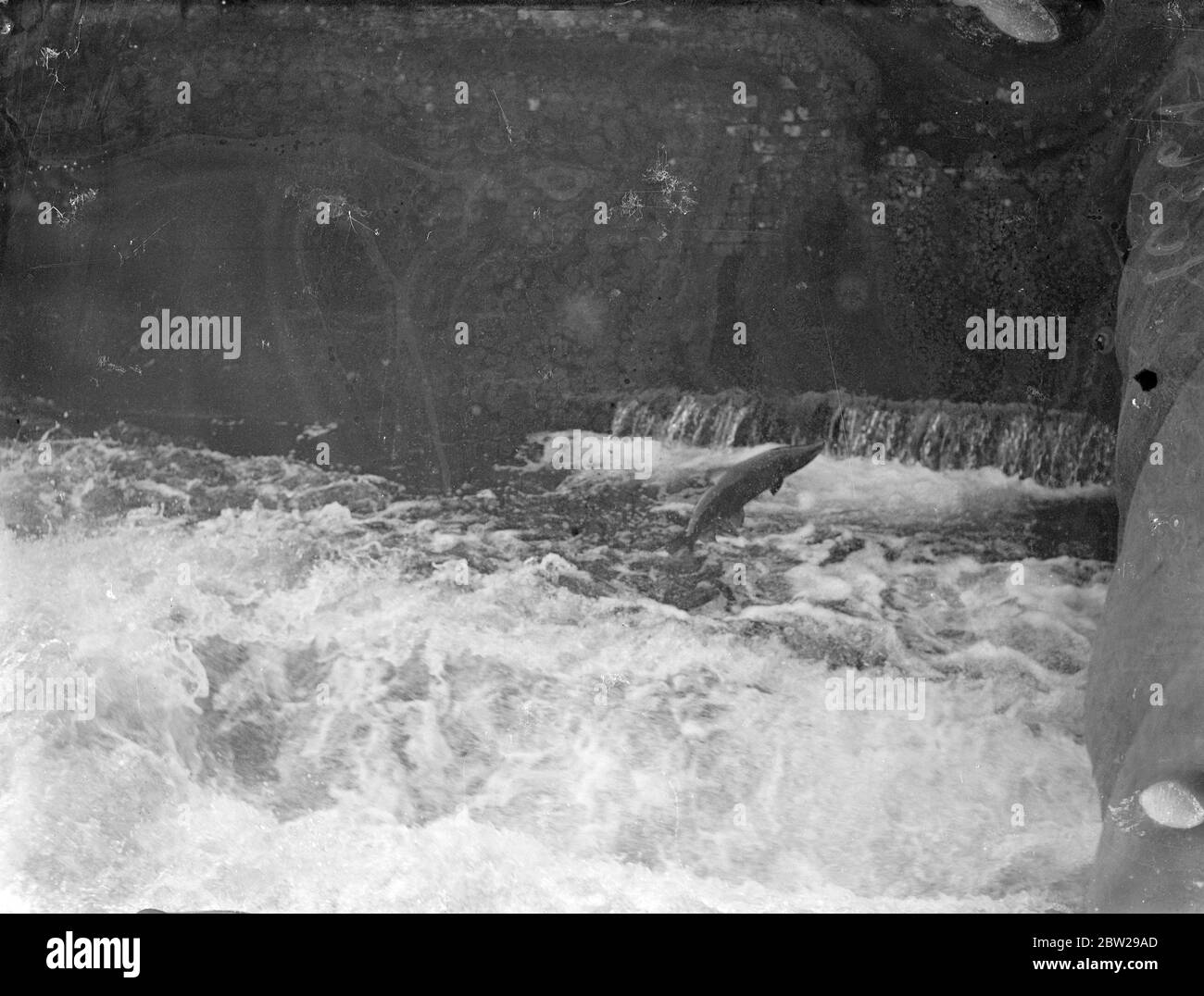 Leaping salmon in Hampshire River on way to breeding grounds. A salmon caught by the camera as it leaked through the foaming waters to clear a weir near Romsey, Hampshire, during the annual migration up the River Test to the breeding grounds. The brickwork at the weir has been specially padded with sacking to prevent injury to the hundreds of fish which held themselves over the obstacle. 4 November 1937 Stock Photo