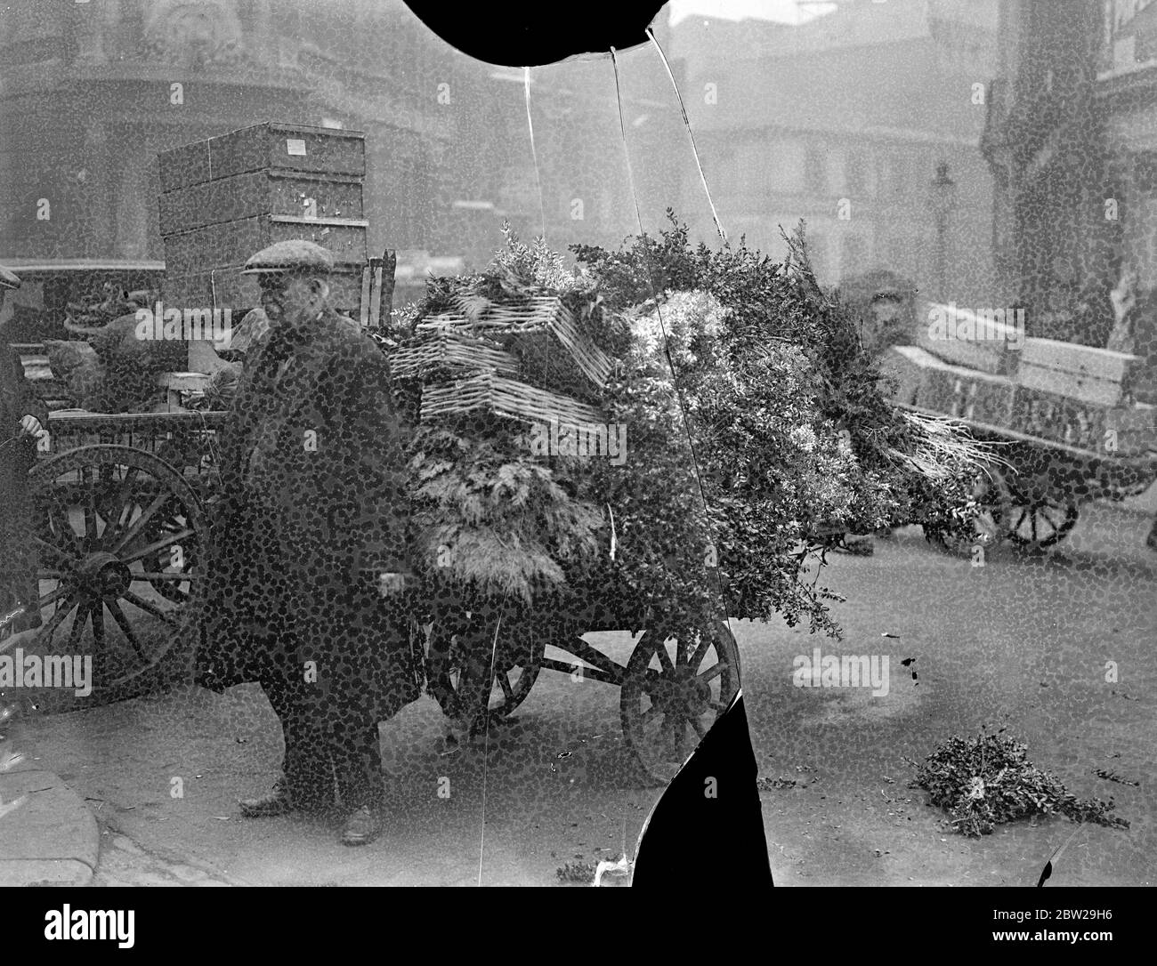 Supplying London with Holly. Covent Garden in the middle of its Christmas rush. Large quantities of Holly and Christmas trees are now passing through Covent Garden market to satisfy the big Christmas demand.. Photo shows, a porter with a barrowload of Holly and Christmas trees at the Covent Garden. 8 December 1937 Stock Photo
