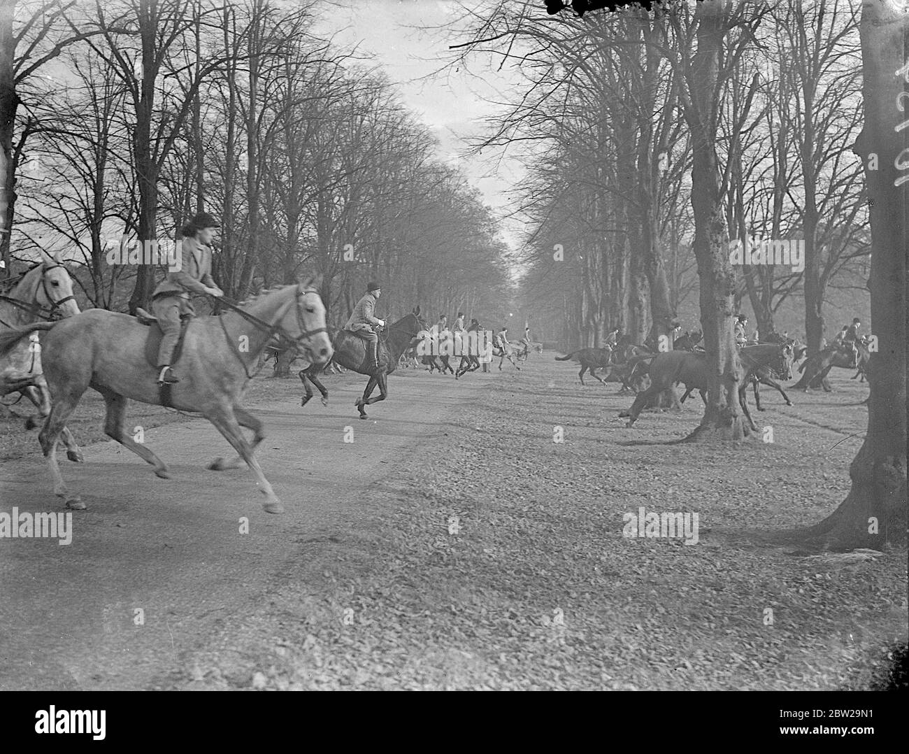 Cubbing meet on the outskirts of London. Only a few miles from London and within reach of the underground railway, the Enfield Chase Hunt held a cubbing meet at North Lodge, Trent Park, the Cockfosters home of Sir Philip Sasson. Photo shows, the hunt in full cry across a woodland path. 30 October 1937 Stock Photo