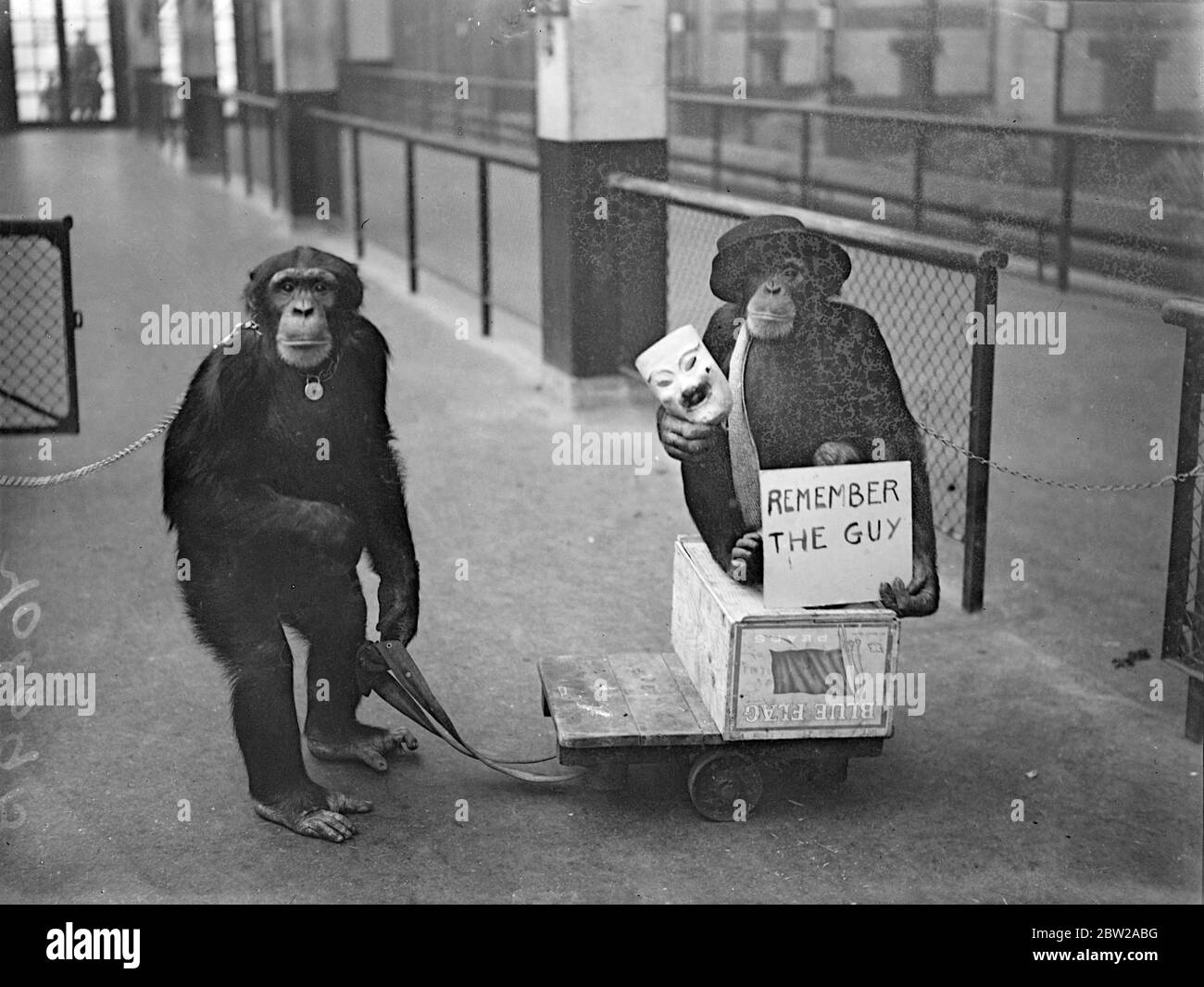 Zoo chimps go out with the 'Guy!'. Equipped with an old hat, a mask and a notice to 'Remember the Guy' Peter and Jackie, the London Zoo chimpanzees ventured out of their enclosure in the hope of augmenting their fireworks fund for 5 November. Photo shows, Jackie (left) and Peter, the 'Guy', ready to waylay passers-by. 2 November1937 Stock Photo