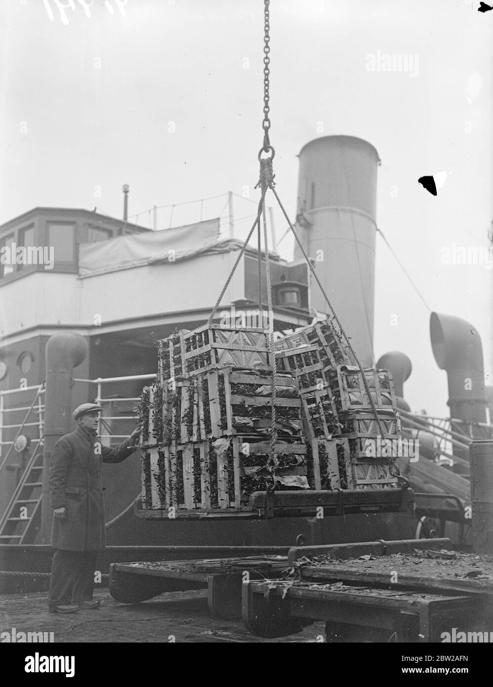 Mistletoe, arrives in England for Christmas. Shiploads of mistletoe are now arriving at Southampton from the continent to play its traditional part in Britain's Christmas festivities. Photo shows, one of the first shiploads of mistletoe being unloaded from the Southern Railway steamer 'Fratton'on his arrival at Southampton from St Malo, France. 7 December 1937 Stock Photo
