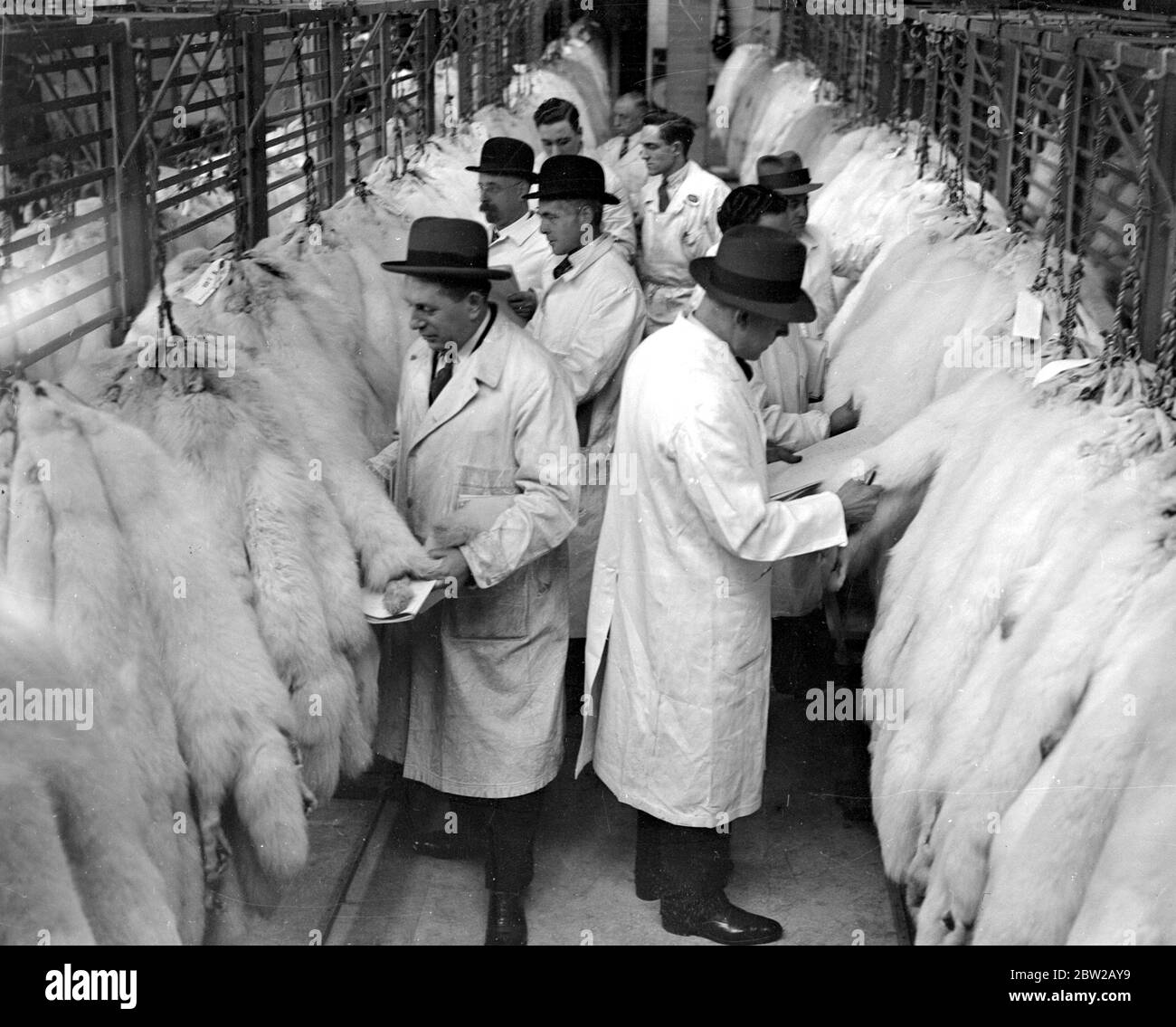 Hudson bay company fur pelts hires stock photography and images Alamy