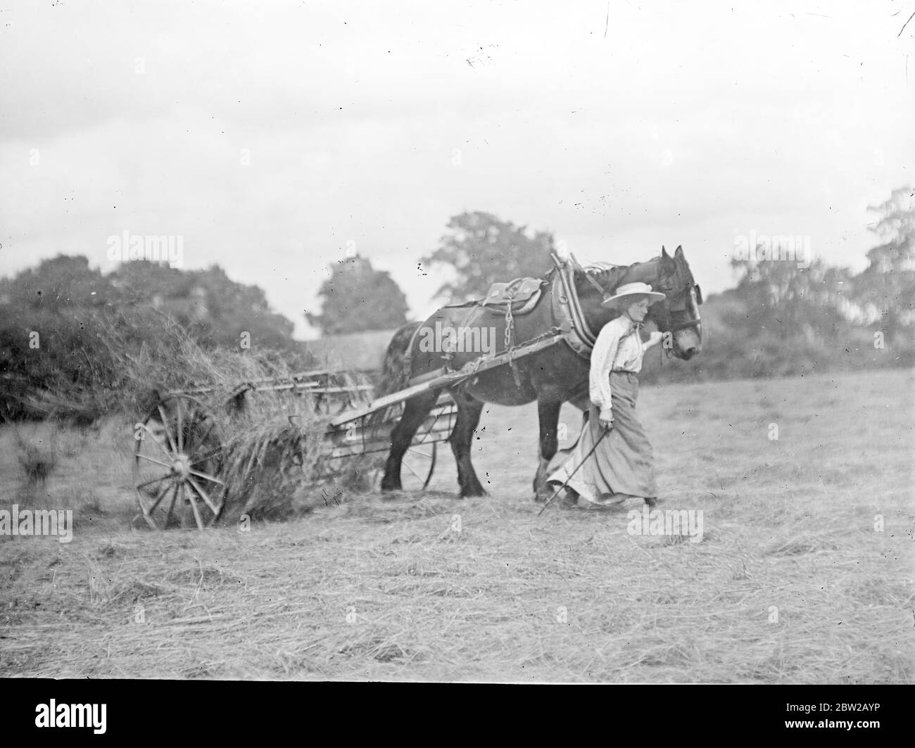 A horse-drawn hay rake, on the rake can be seen traditional hand held ...