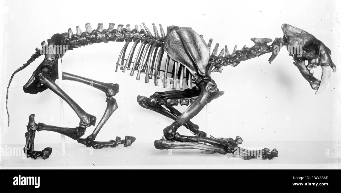The skeletal remains of a sabre toothed tiger. Stock Photo