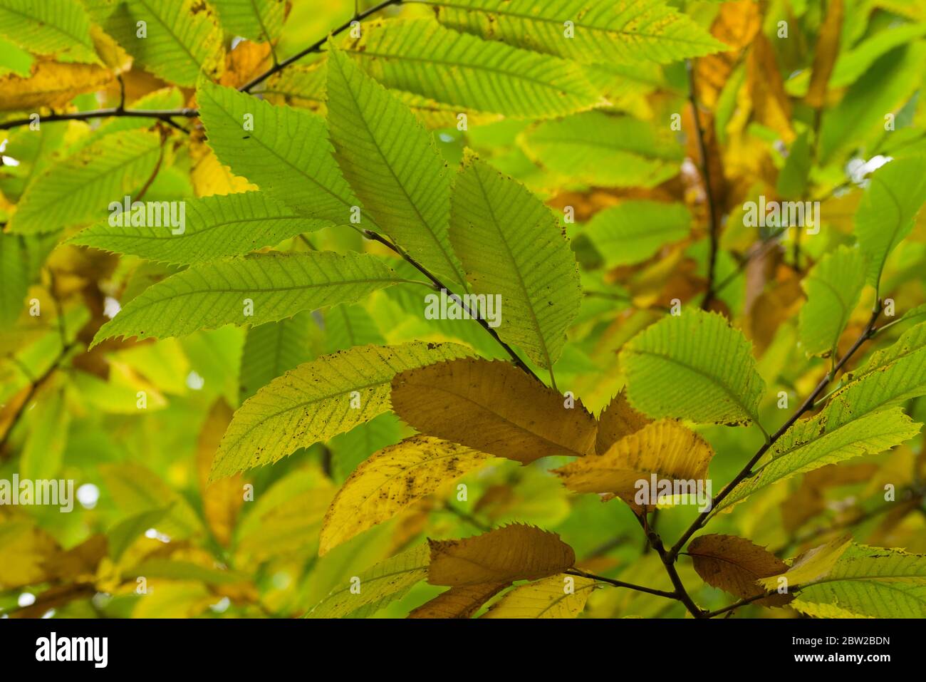 Brown and green sweet chestnut (Castanea sativa) tree leaves in autumn. Stock Photo
