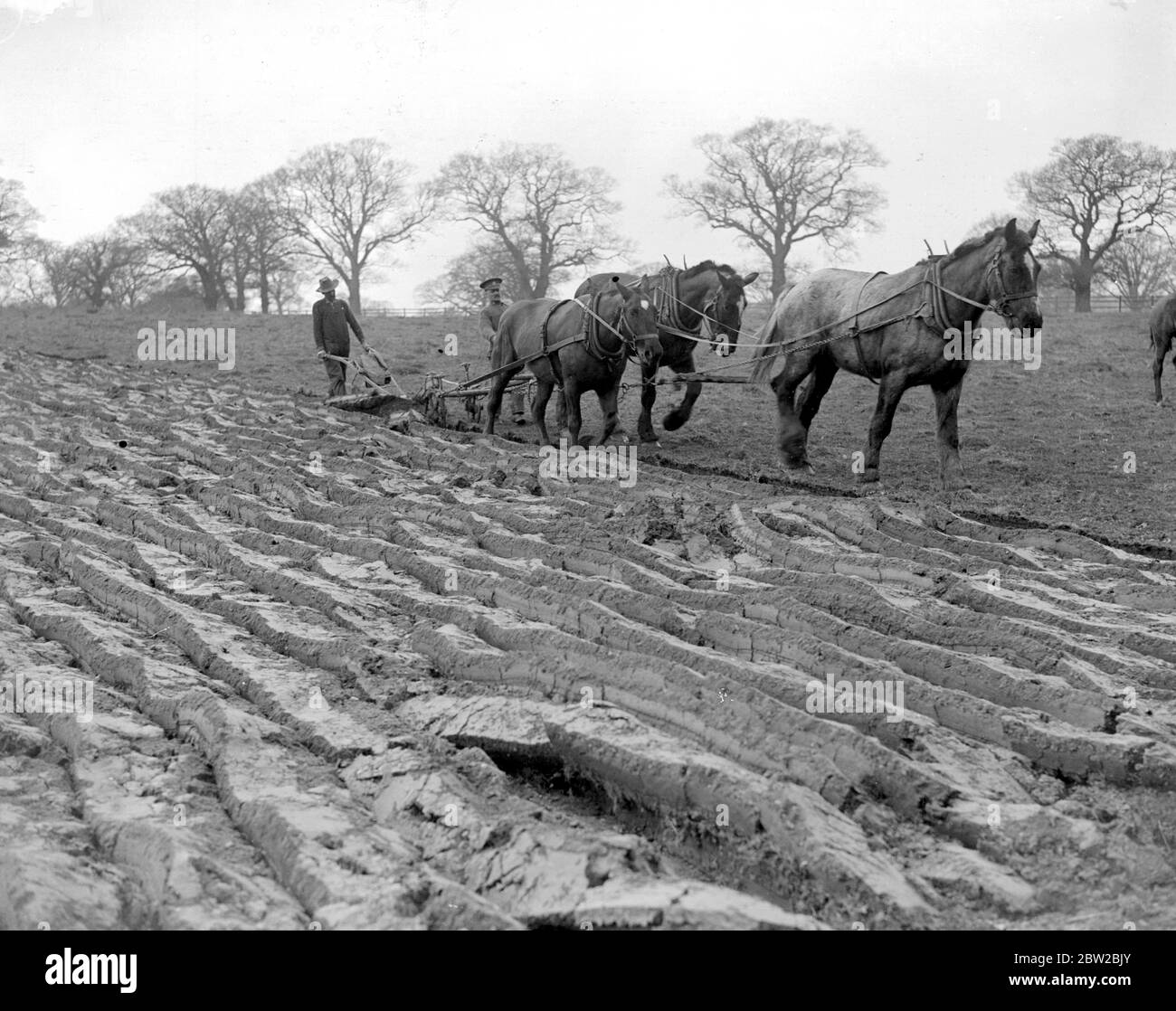 Canadian Soldiers in training in Windsor Great Park run a model farm. Which it is hoped in time will make the camp practically self-supporting. The Plough at work on the 35 acres which are to be devoated to growing potatoes. 17 April 1917 Stock Photo