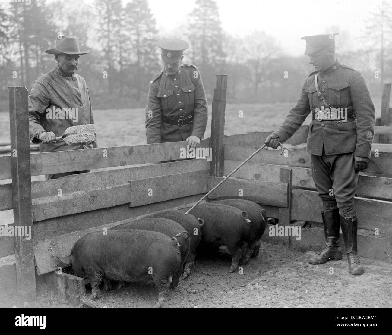 Canadian Soldiers in training in Windsor Great Park run a model farm. Photo Shows: Feeding the pigs. 17 April 1917 Stock Photo