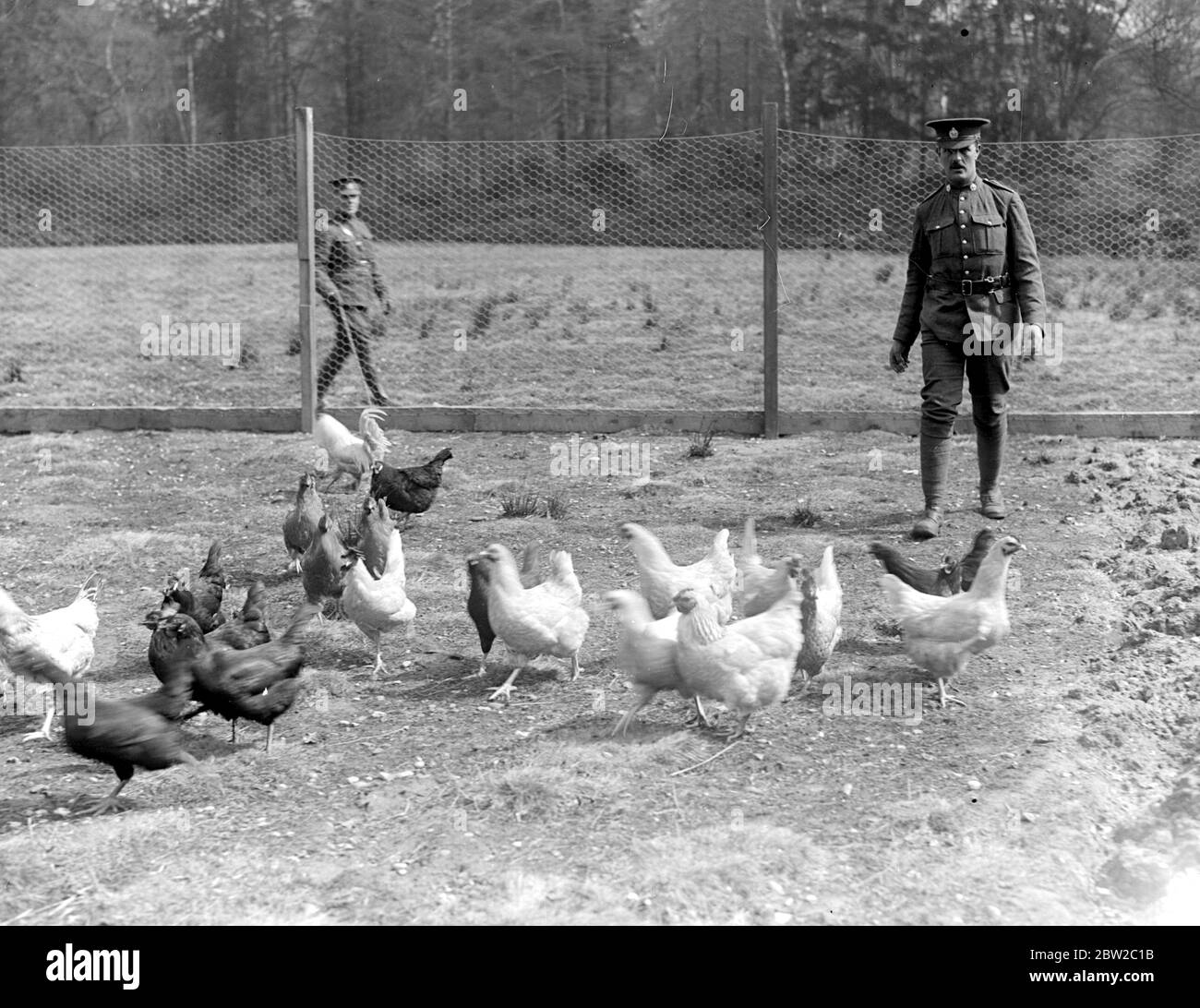 Canadian Soldiers in training in Windsor Great Park run a model farm. Photo Shows: Soldiers feeding the chickens. 17 April 1917 Stock Photo