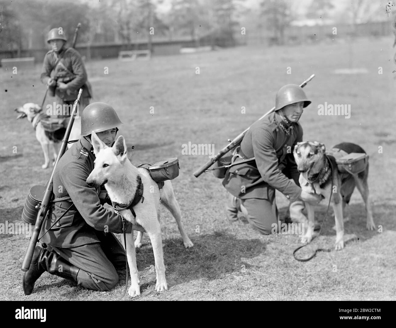 Despite the advance of radio, dogs are still being trained by the Polish army to play their part in war. Mainly Alsations and Airedales, the dogs are given patient training for several months and then sent out work with the troops. Harnessed to small carts they are taught to take ammunition and food up to the front lines, to worm their way with messages through barbed wire, and to carry pigeons for use in areas where even they would not be able to penetrate. The signals section also uses the dogs to lay out its telephone wires. Perhaps their most hazardous task is to carry their loads up and d Stock Photo