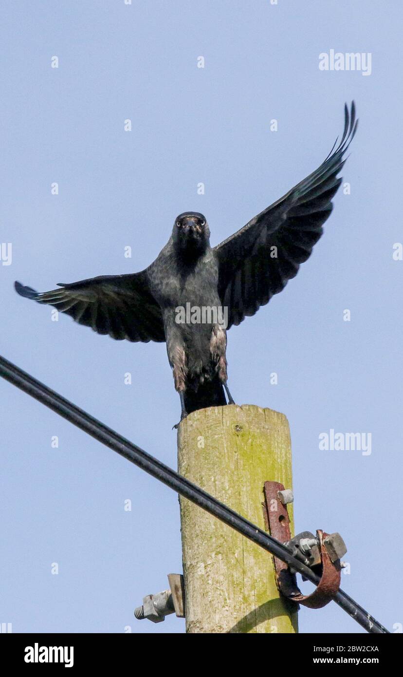 Magheralin, County Armagh, Northern Ireland. 29 May 2020. UK weather - a warm bright start to the day with temperatures to climb to the mid-twenties. Blue sky and sunshine today with the same tomorrow. UK jackdaw (Corvus monedula) perched on top of a wooden telegraph pole preparing to fly on a warm spring morning with a blue sky background.  Credit: CAZIMB/Alamy Live News. Stock Photo