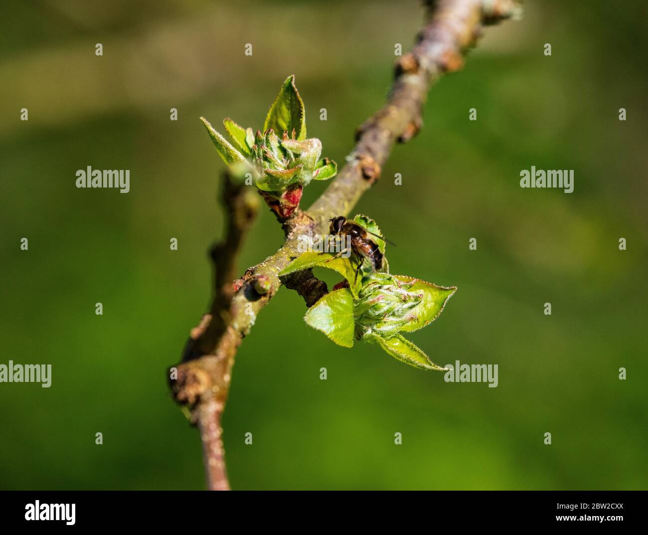 hoverfly on apple blossom Stock Photo