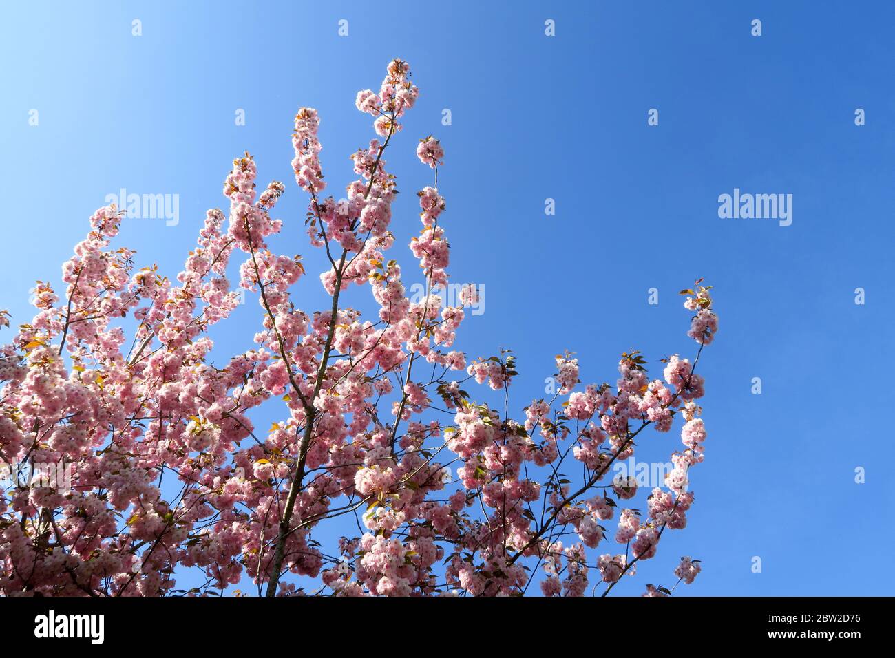 An ornamental cherry tree in full blossom is a garden in the north Oxfordshire village of Hook Norton Stock Photo