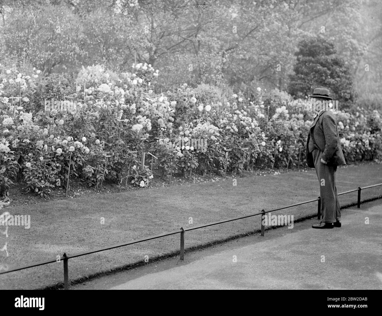 Sir Thomas Inskip, Minister for coordination of defence, forgets problems of deathdealing guns and planes to admire the magnificent show of dahlias as he passes through St James's Park on his way to musty Whitehall. 22 October 1938 Stock Photo
