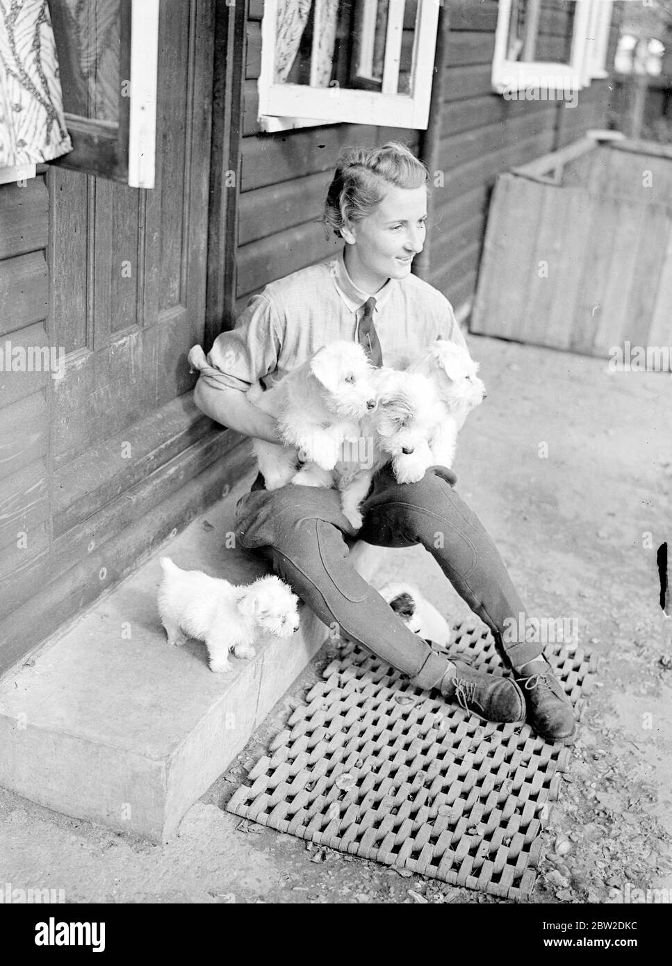 A Sealyham puppy, who couldn't find room with his companions on the kennel maids lap stands disconsolately on the step at the Ilmer Kennels, on the Watford bypass. The kennel maid is Miss Gridley, daughter of Sir Arnold Gridley, MP for Stockport. The puppy is destined to be a member of the only Sealyham pack in the world, which hunts near Watford and is owned by Sir Joycelyn Lucas. 16 October 1938 Stock Photo