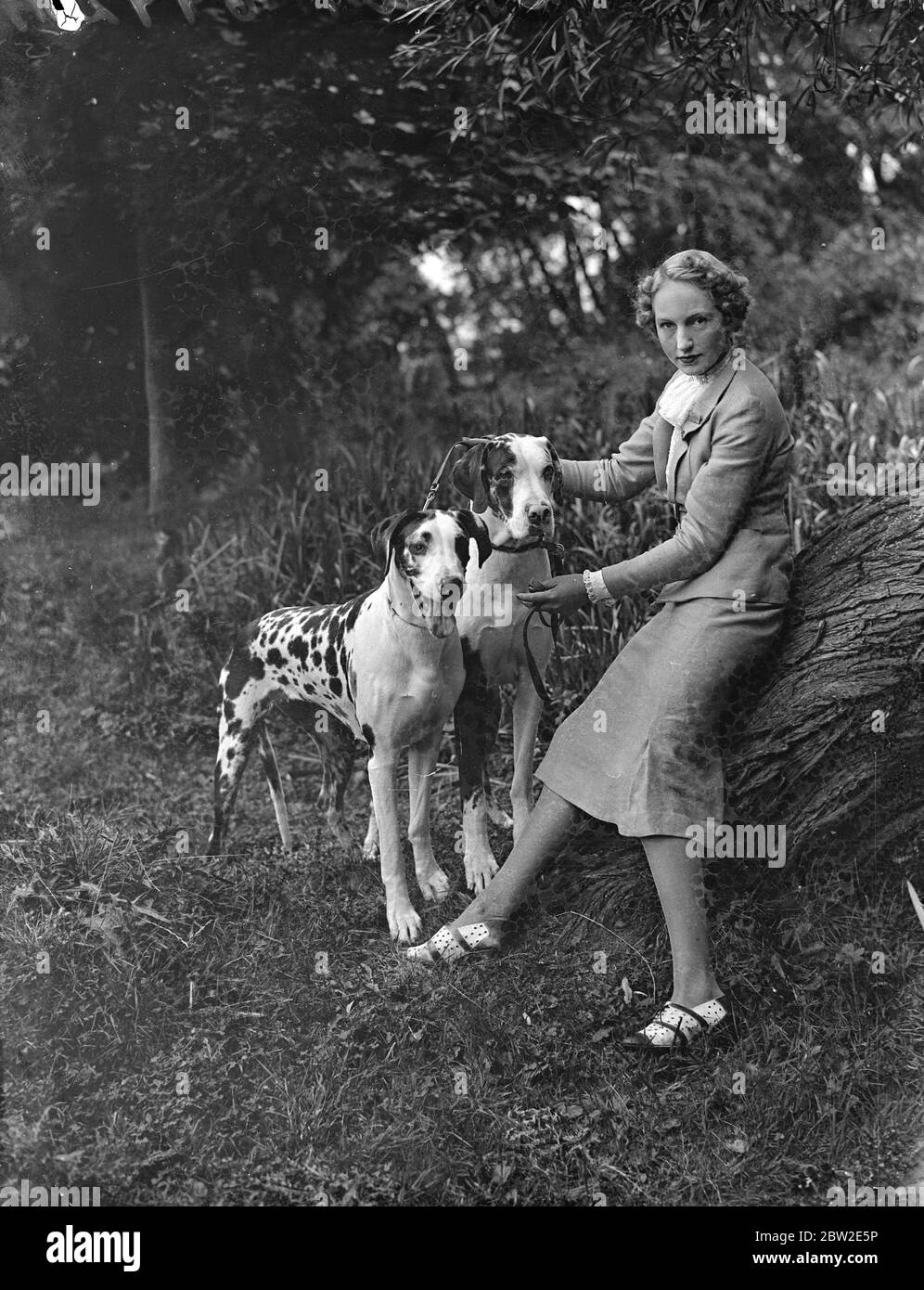 Miss Gwen Windart with her Harlequin Danes: Benita and Boliva entered in the livestock section at The Sandy and District Floral and Horticultural Society's 64th annual exhibition at Sandy Place, Bedfordshire. 26 August 1937 Stock Photo