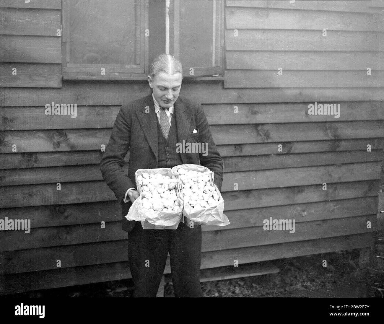 Mushrooms that have been grown in the Chislehurst Caves. 1933 Stock Photo