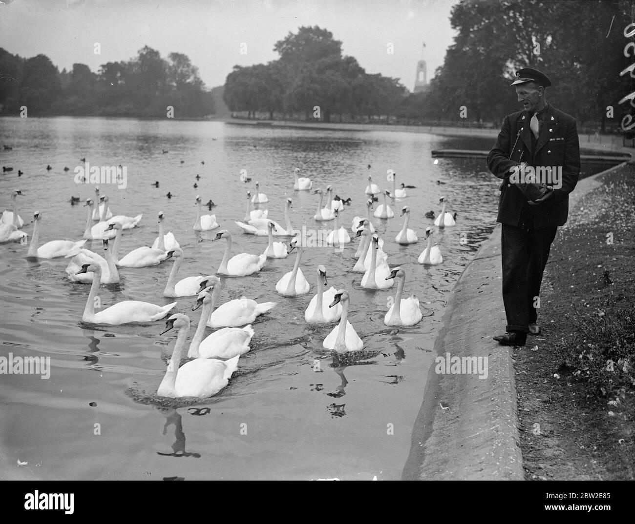 Swans and their cygnets waiting for food from the hand of Dodger Green, the Regents Park's swan-man. 27 August 1937 Stock Photo