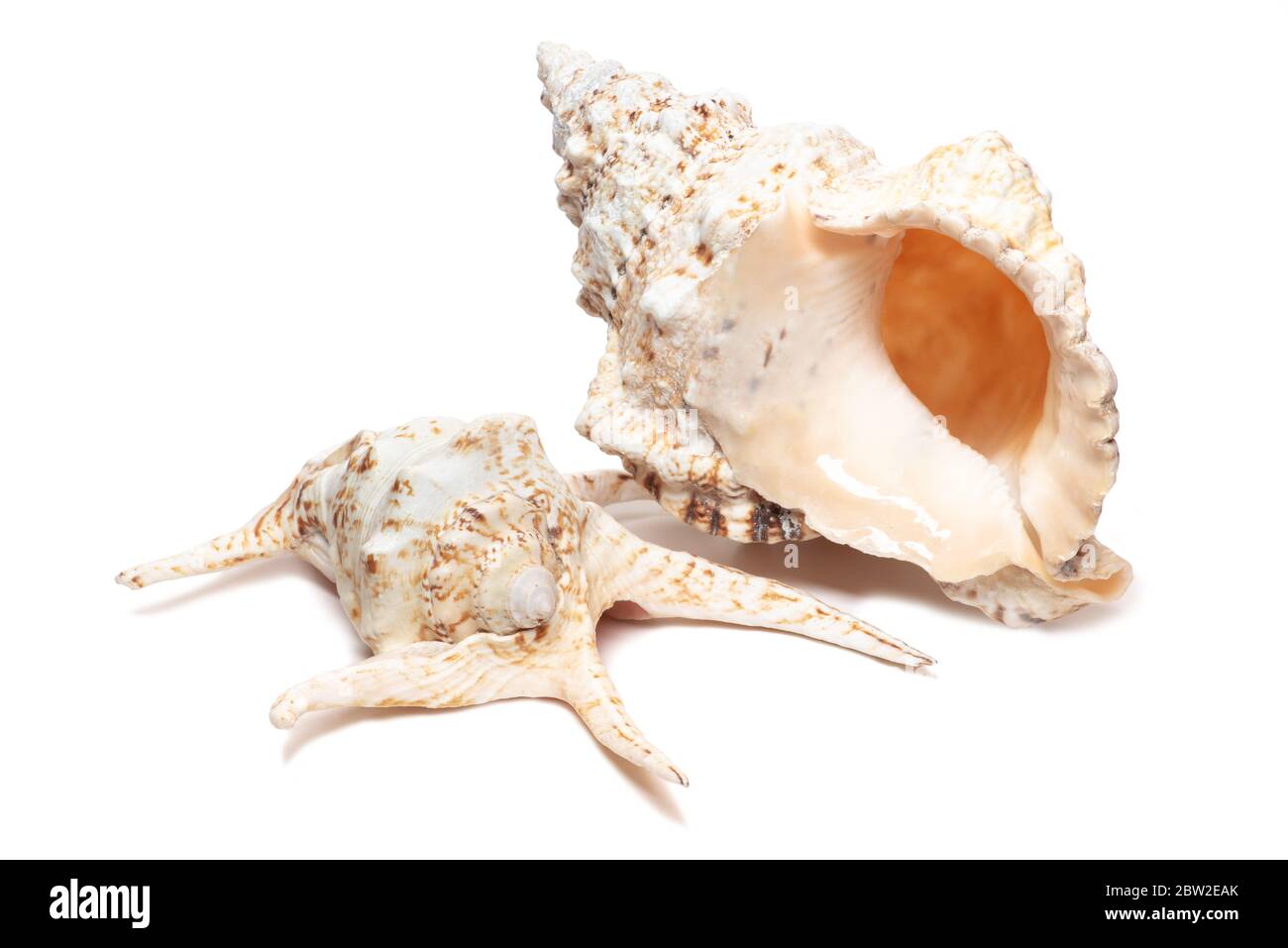 Two giant natural cream colored shells white background Stock Photo
