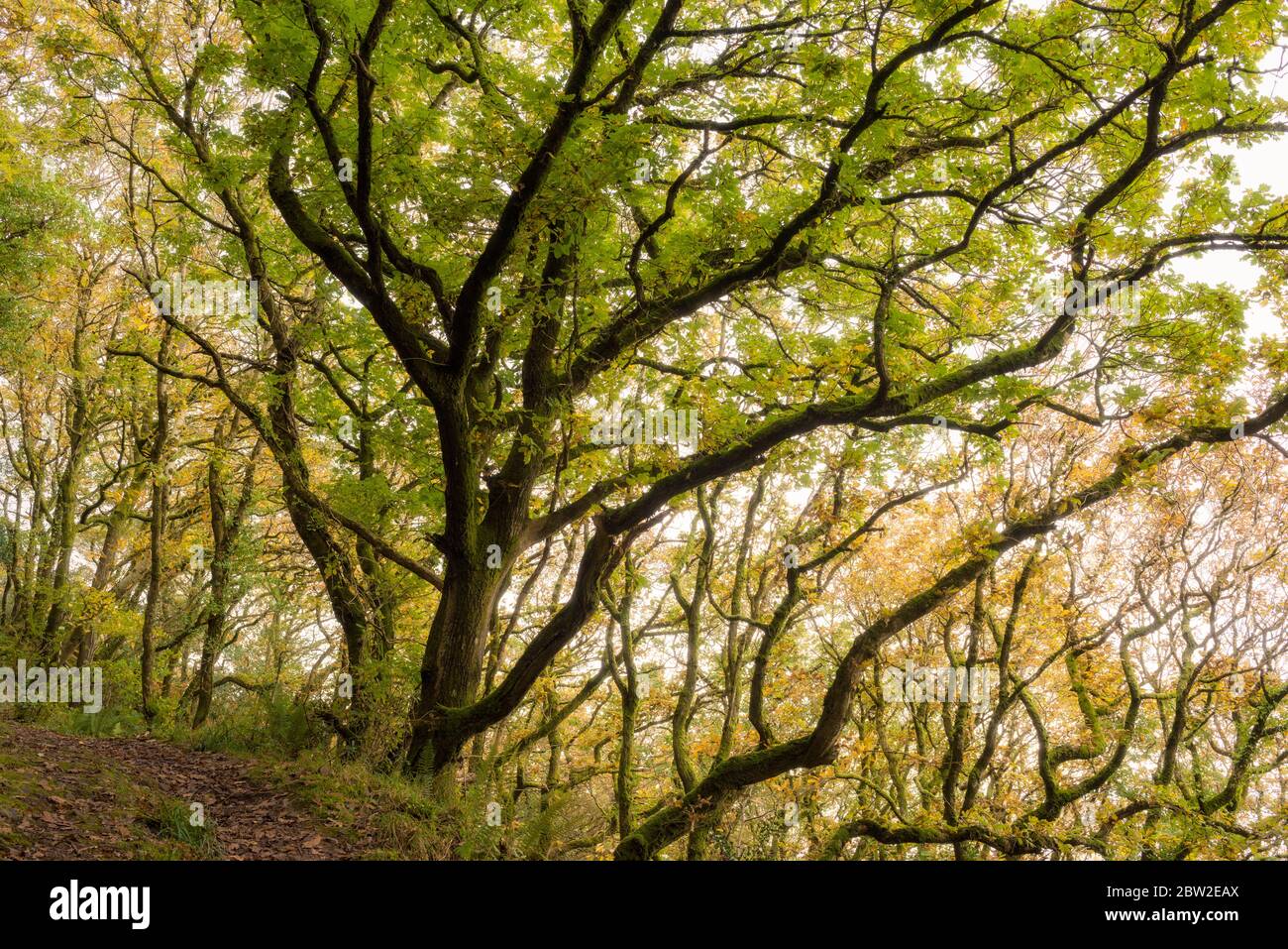 Yearnor Wood along the South West Coast Path in autumn in the Exmoor National Park, Somerset, England. Stock Photo