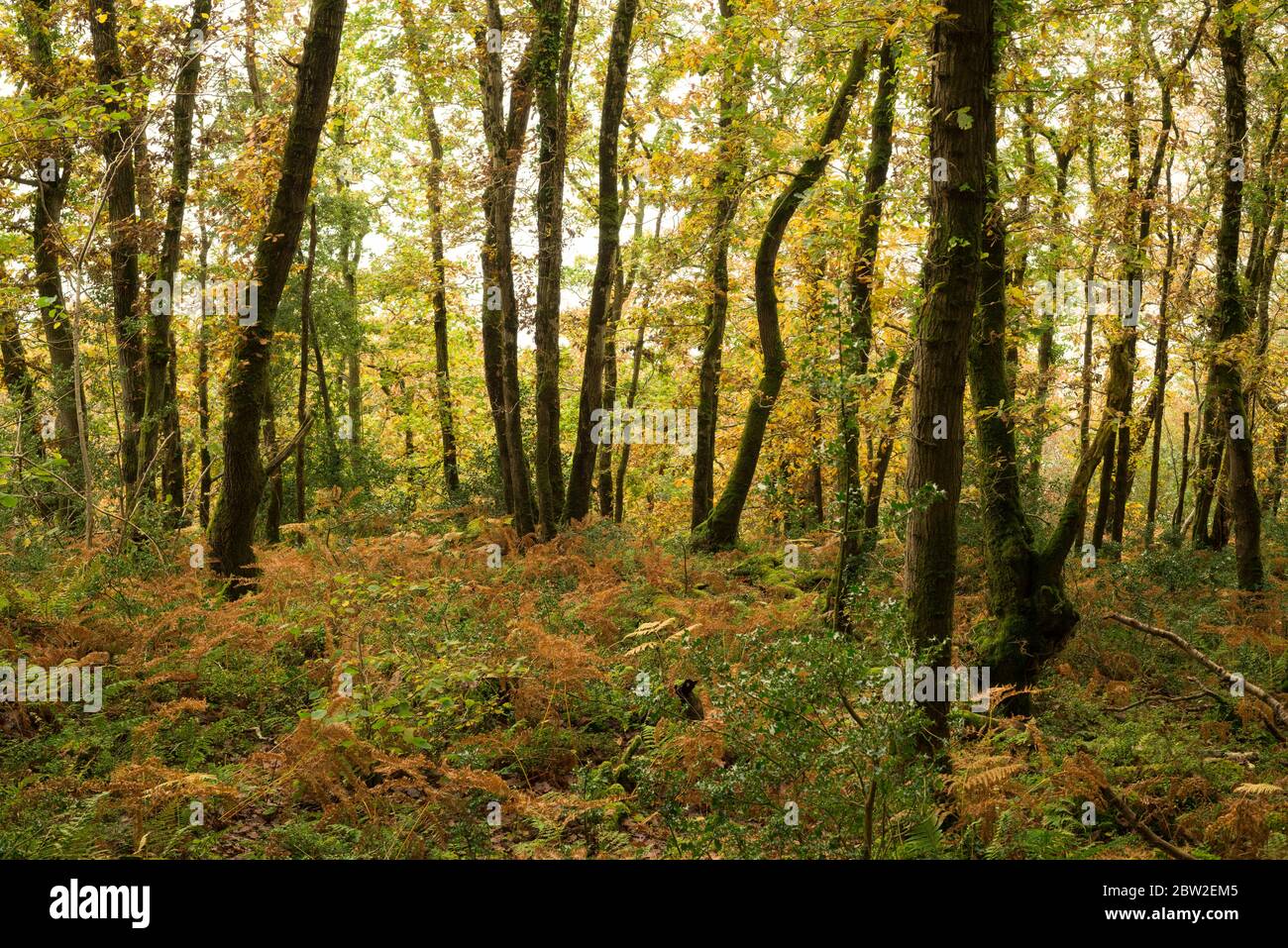 Yearnor Wood along the South West Coast Path in autumn in the Exmoor National Park, Somerset, England. Stock Photo