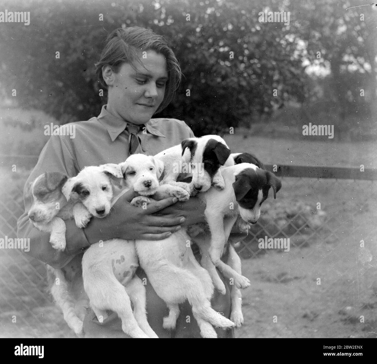 Woman holds terrier puppies. 1934 Stock Photo