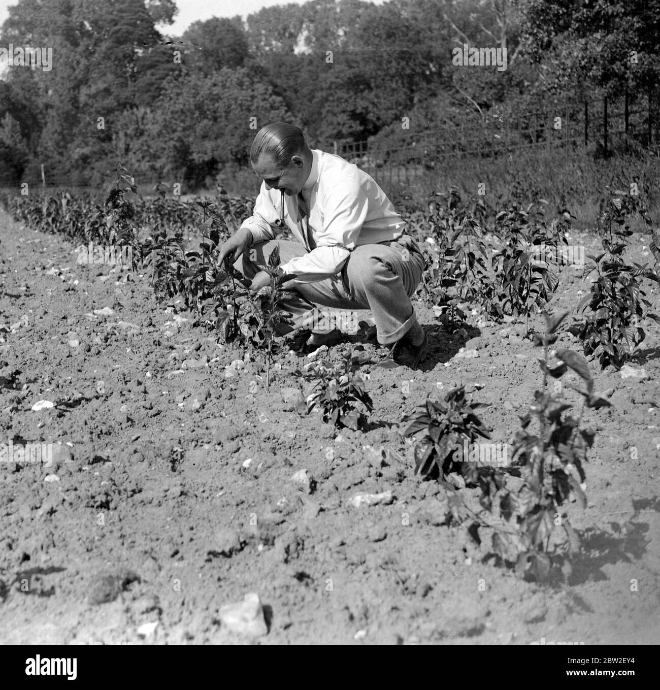Man at the silk worm and the mulberry plantation. 1934 Lullingstone Castle Kent Stock Photo