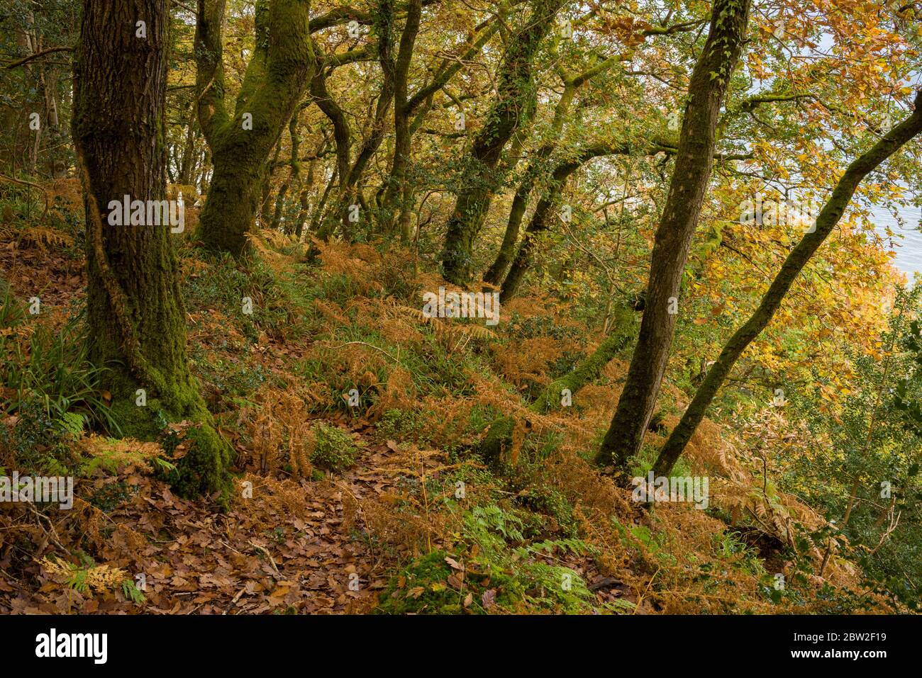 Sessile Oak trees and Common Bracken in Yearnor Wood in autumn in the