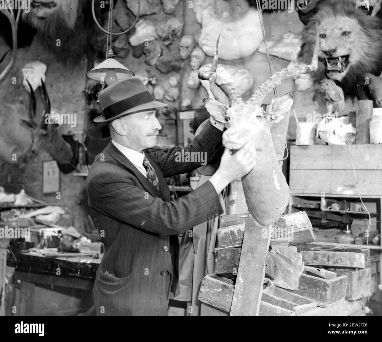 A series on Taxidermy . Taken for  Sunday Dispatch  at Gerrard's , Camden Town . 6 October 1938 Stock Photo