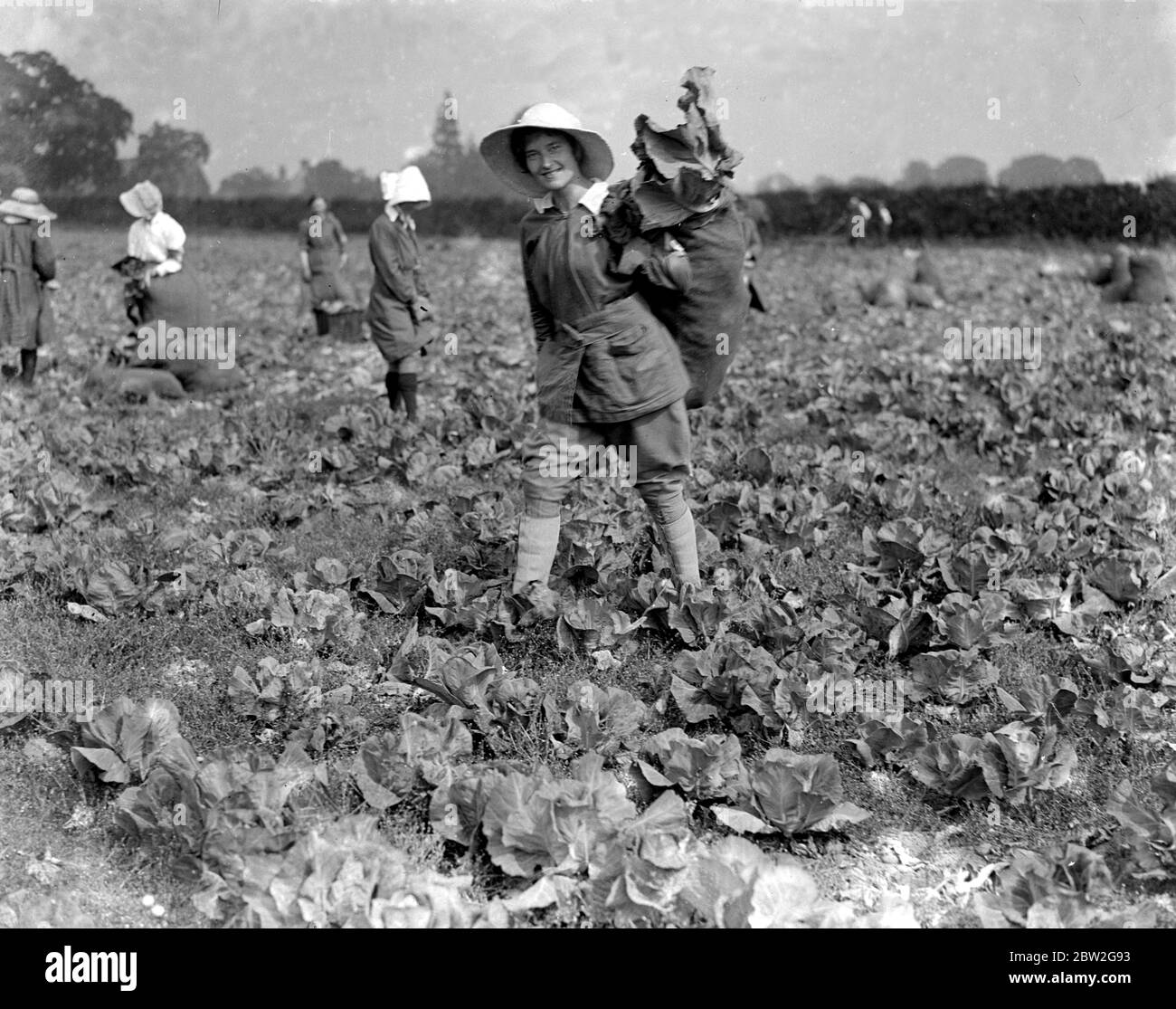 The first party of women fruit pickers sent out by the National Land Council, at Evesham 1914 - 1918 . Stock Photo