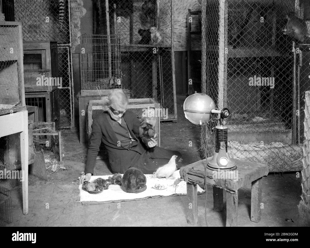 Woman wearing aviator goggles with a pet monkey, a cat, chicken and squirrels. Caged monkeys in the background. (Sin Ray). [?] 1934 Stock Photo