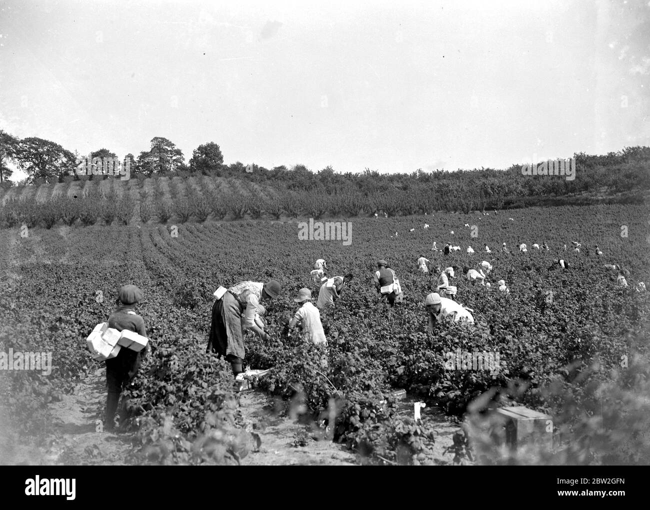 Raspberry picking at Swanley, Kent. 1934 Stock Photo