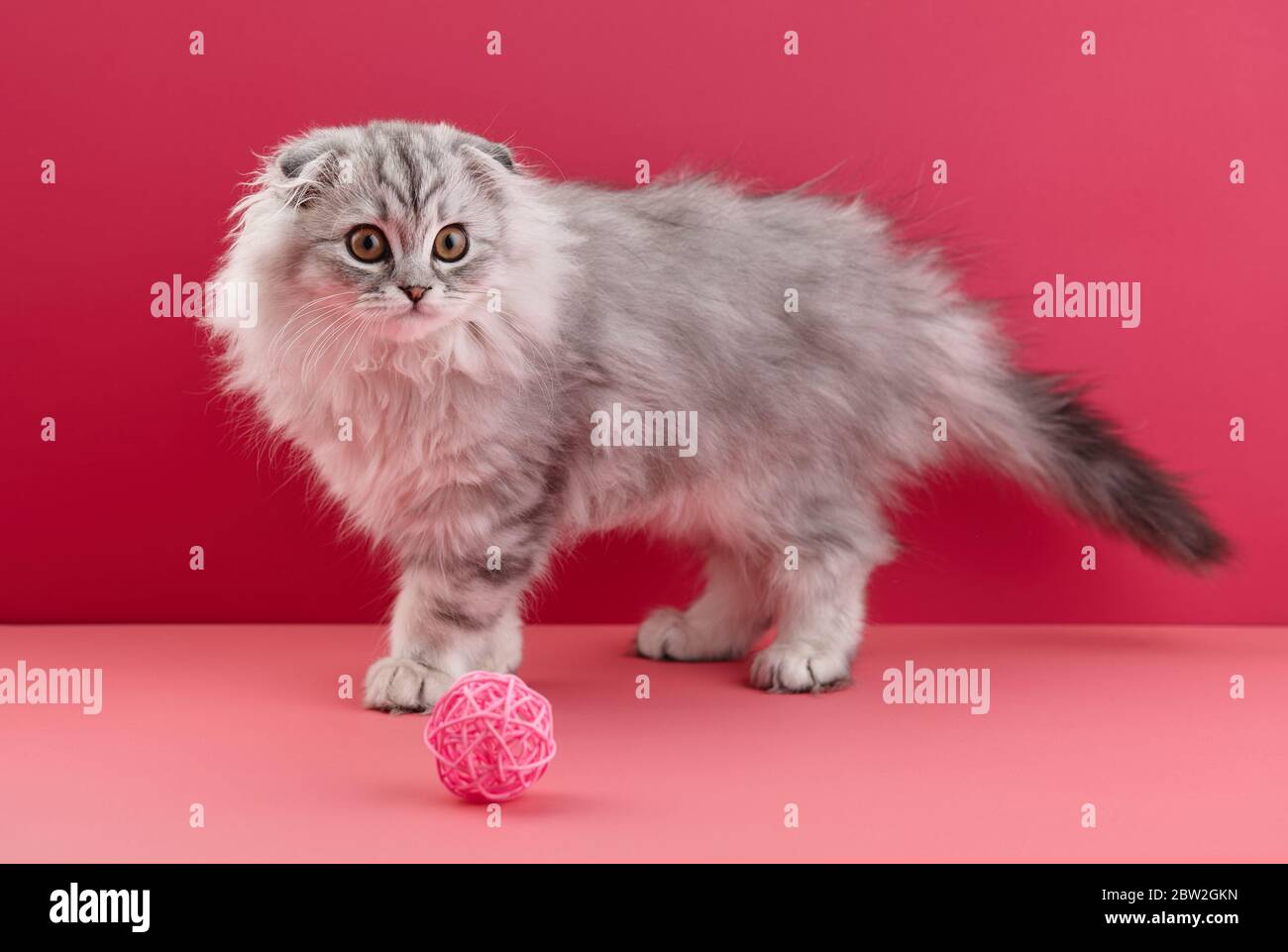 Playful highland fold kitten on pink background, body portrait Stock