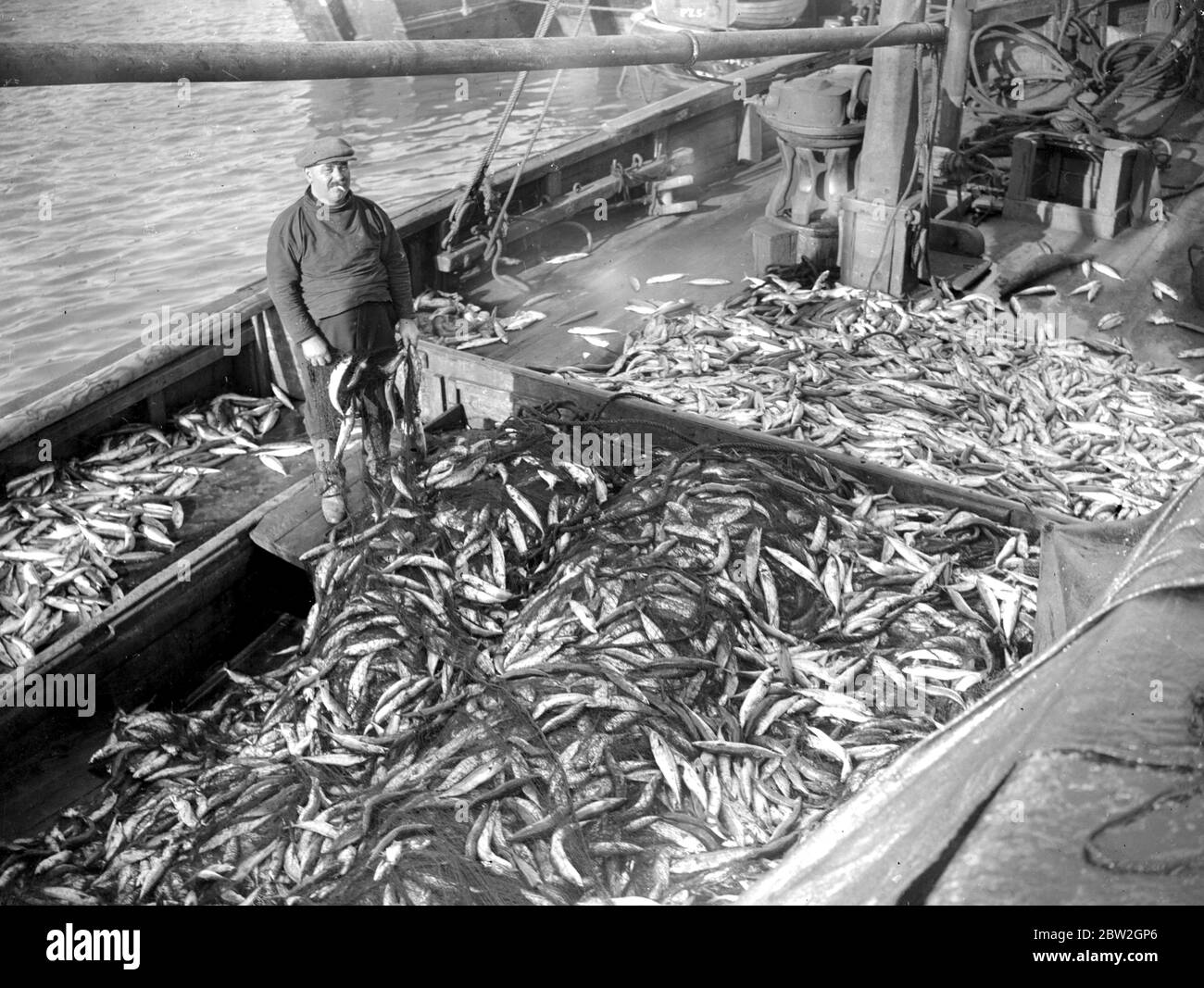 Large mackerel catches landed at Newlyn . [no date] Stock Photo