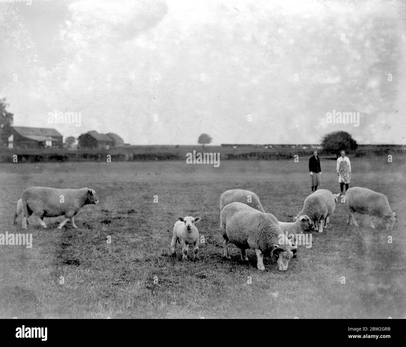 Dorset lambs, the early arrivals. 1934 Stock Photo