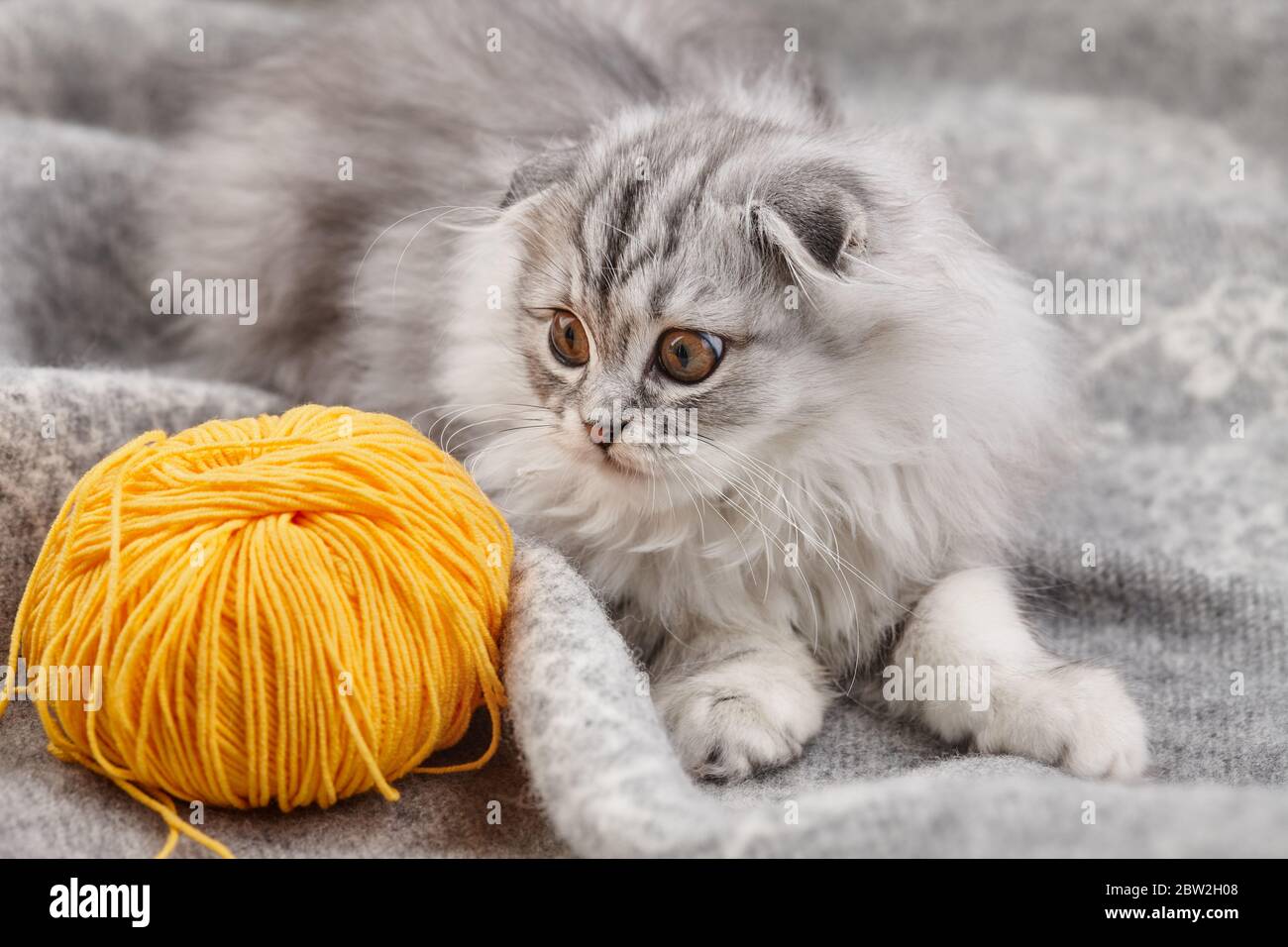 Playful highland fold kitten with yellow ball thread on wool blanket