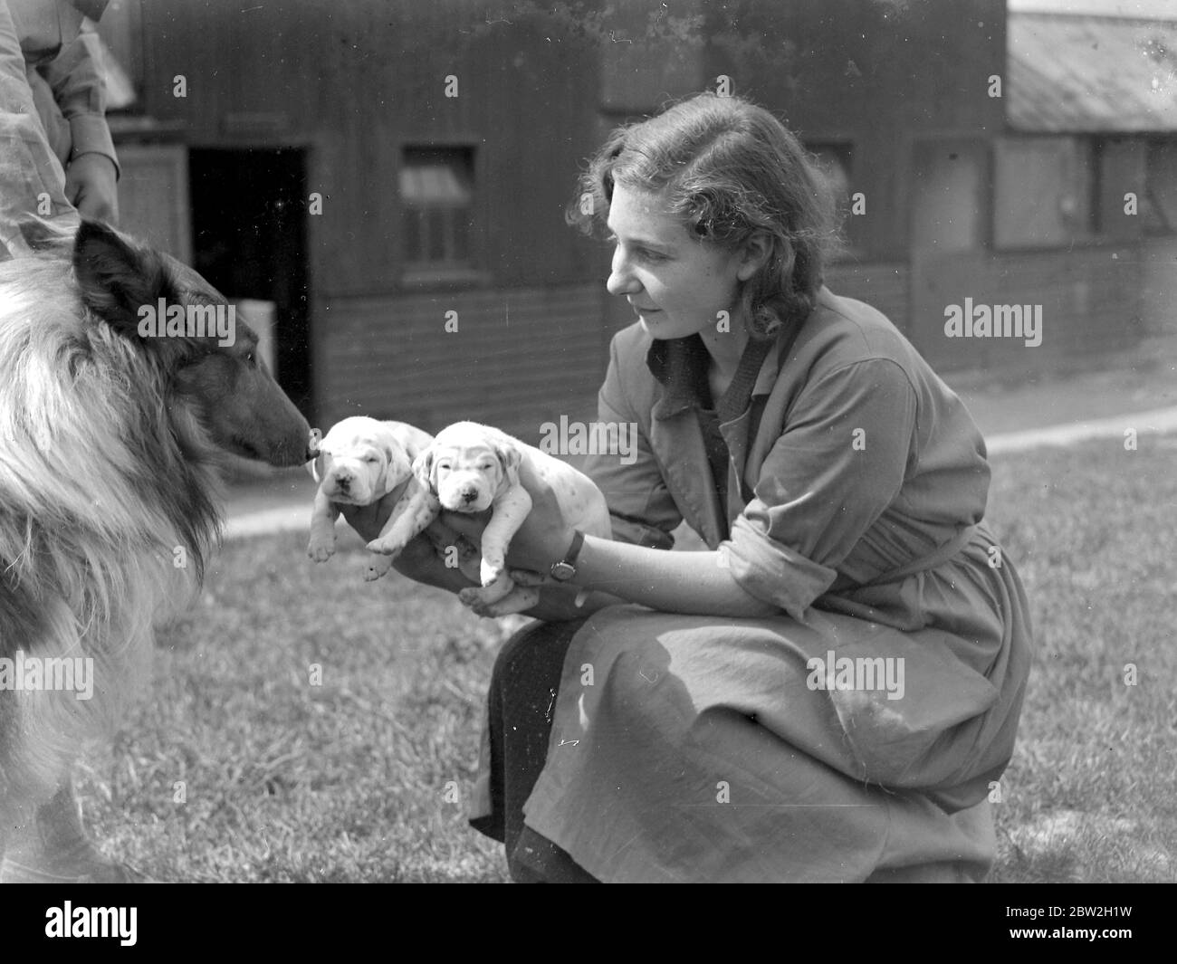 Dalmatian puppies making friends. 1934 Stock Photo