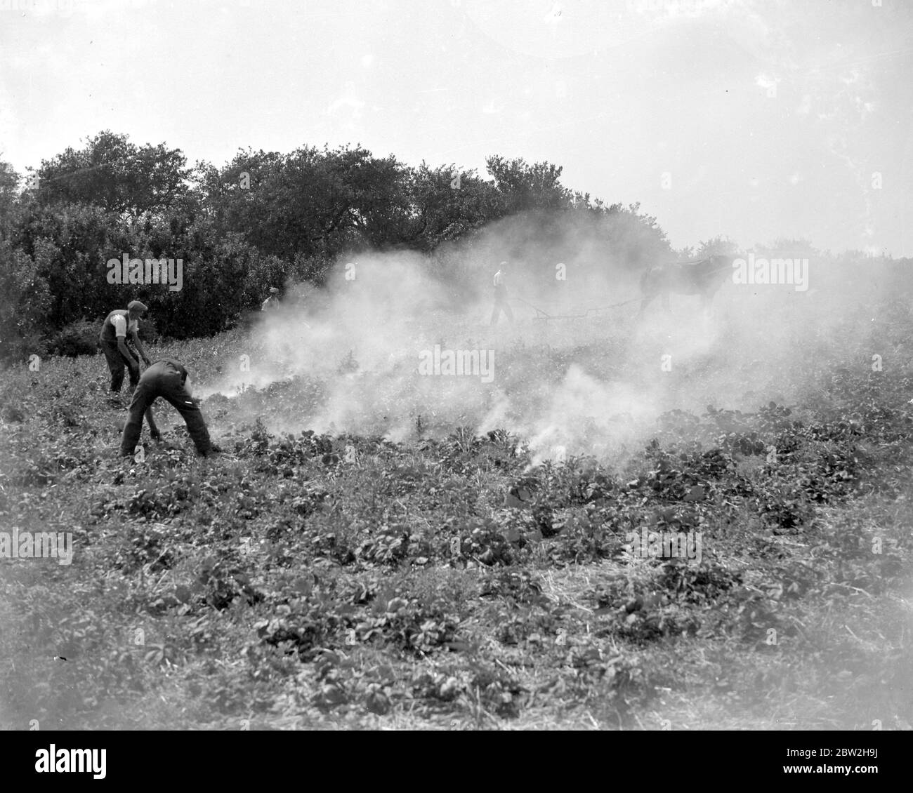 Burning the strawberrys. 1934 Stock Photo