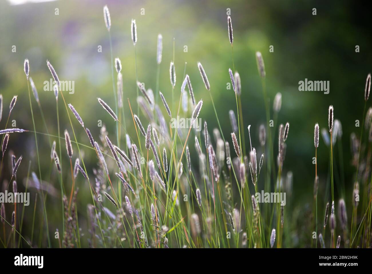 Grass in the morning sun on a pathway in east Belfast, Northern Ireland. Stock Photo