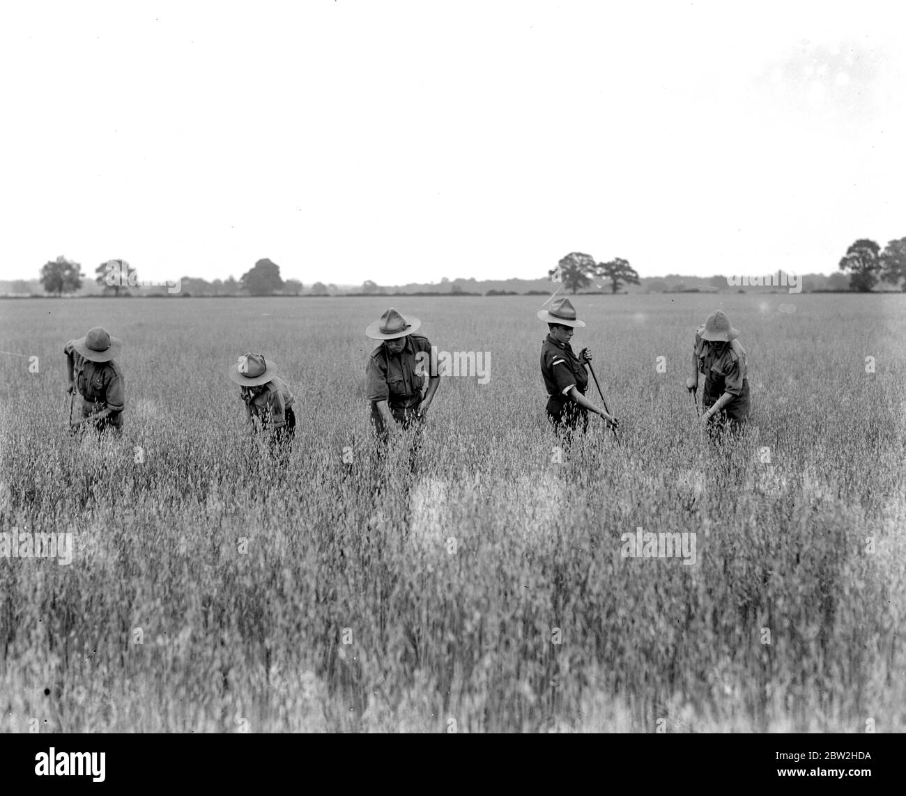 Boys Scouts at St Albans. Assist farmers. 1914-1918 Stock Photo