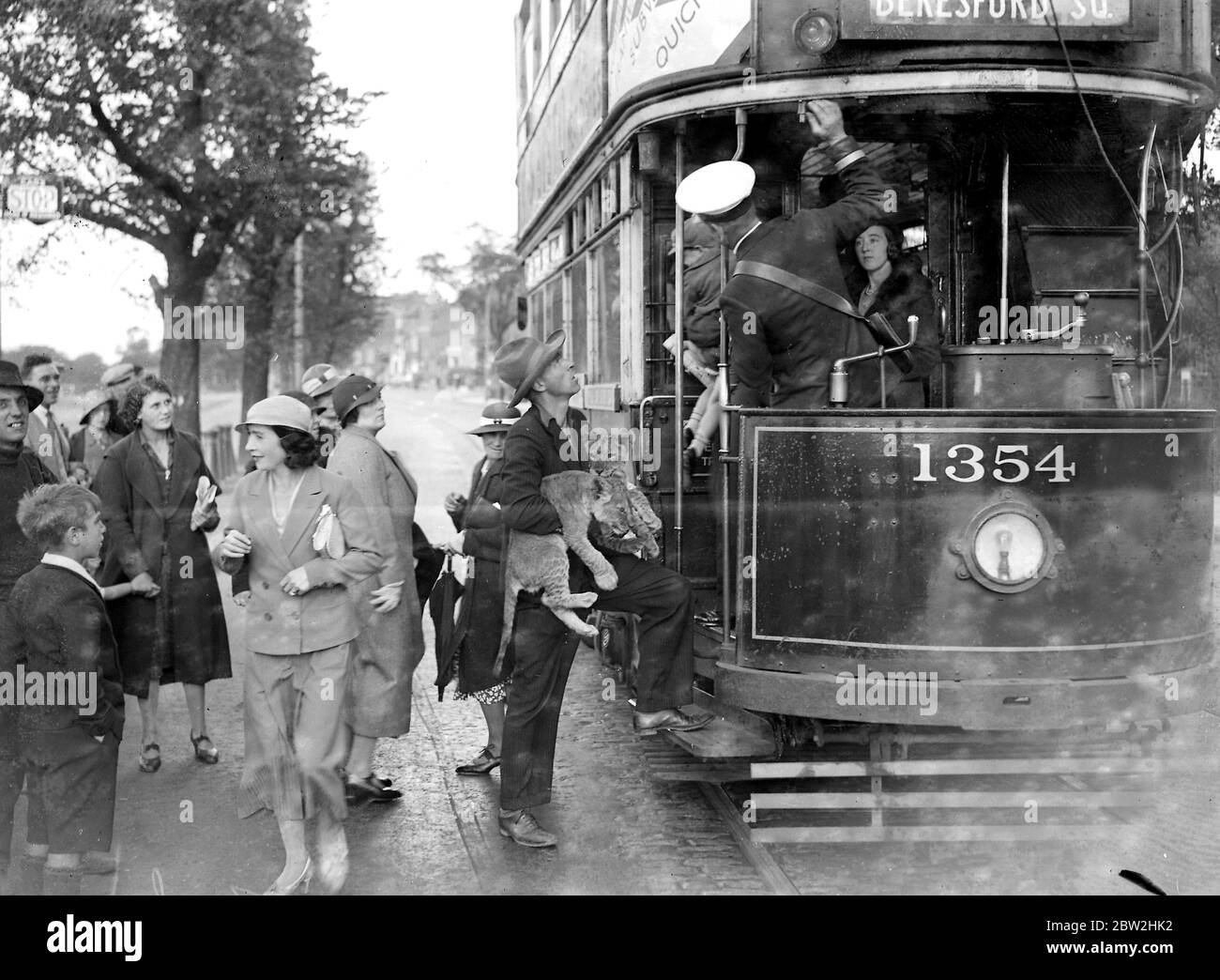 Pet Lion in (Cubs in tram). 1934 Stock Photo