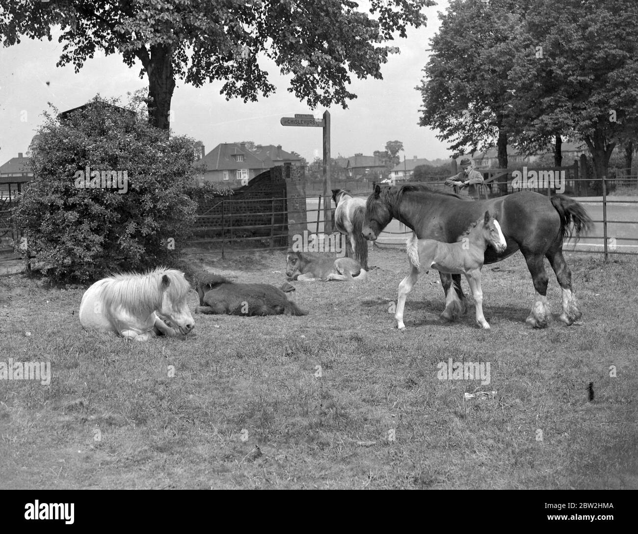 Horses and foals. 1934 Stock Photo
