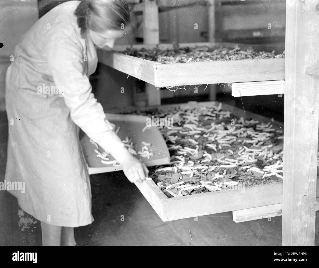 At Lady Hart Dyke's silk worm farm at Lullingstone Castle, Eynsford , Kent. The worms being sorted. 1934 Stock Photo