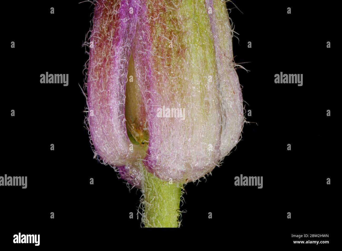 Dame's Violet (Hesperis matronalis). Calyx Base Closeup Stock Photo