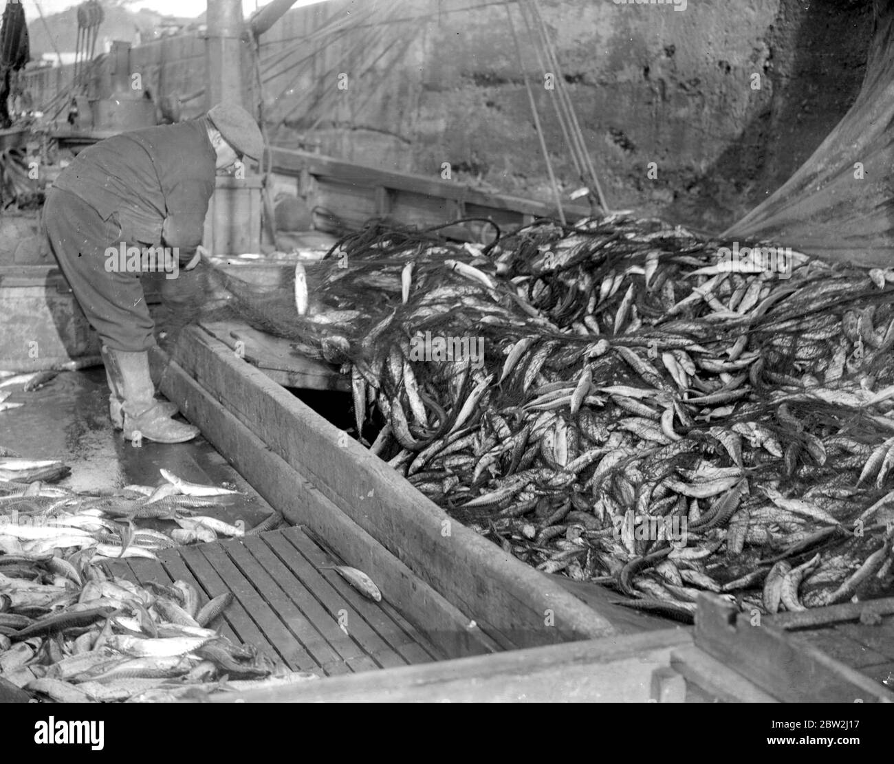 Large Mackerel catches landed at Newlyn . [no date] Stock Photo