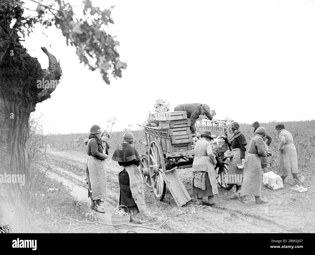 Farming, still largely unmechanized, had a large labour force. Some work was seasonal, these women were picking raspberries for the christmas trade. 1934 Stock Photo
