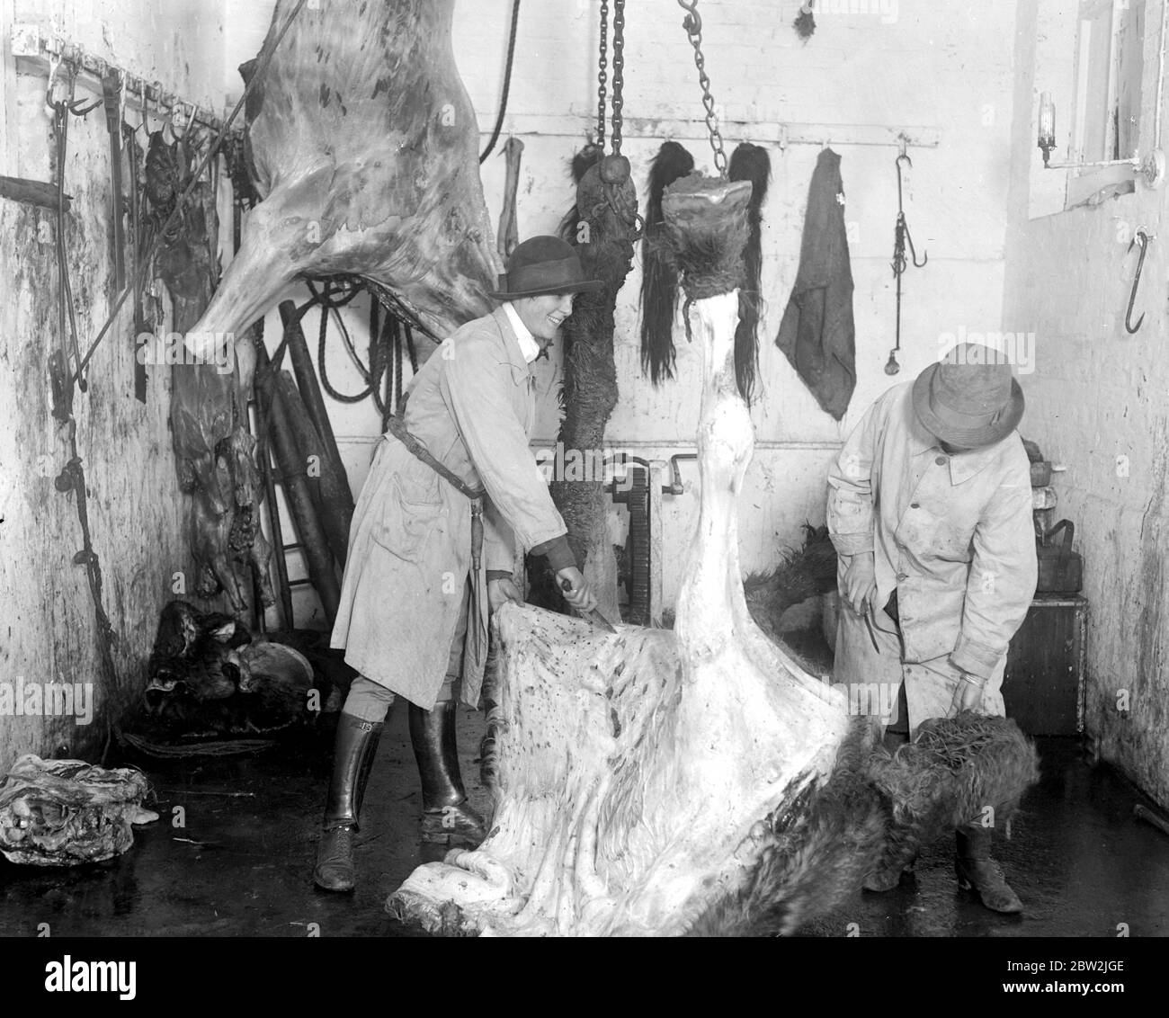 Girl Horse Meat Butchers at Chelmsford. 26 February 1918 Stock Photo