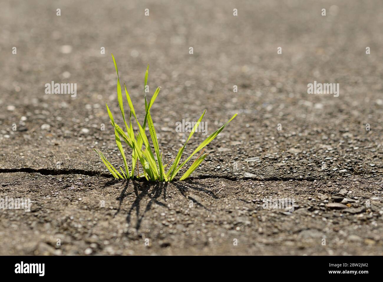 Growing grass in pavement hires stock photography and images Alamy