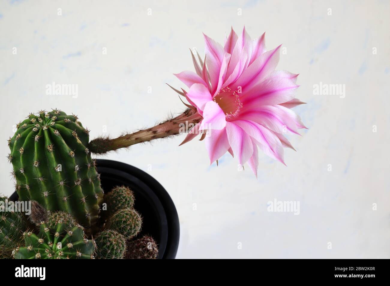 Easter Lily Cactus With Flower Isolated On White Background With Shades Of Pink Echinopsis Oxygona Stock Photo Alamy
