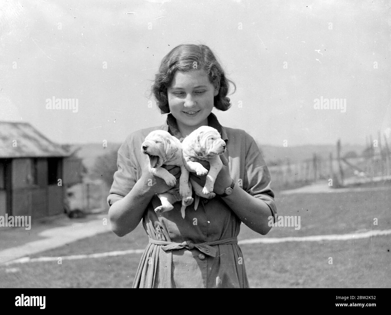 Girl holds Dalmatian puppies. 1934 Stock Photo
