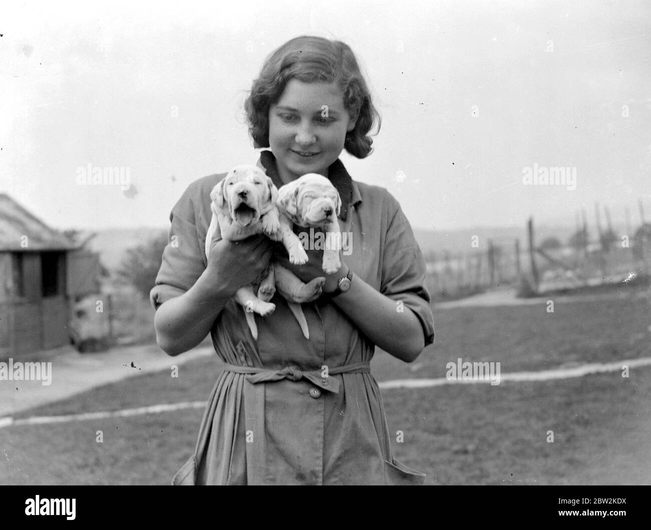 Girl holds Dalmatian puppies. 1934 Stock Photo